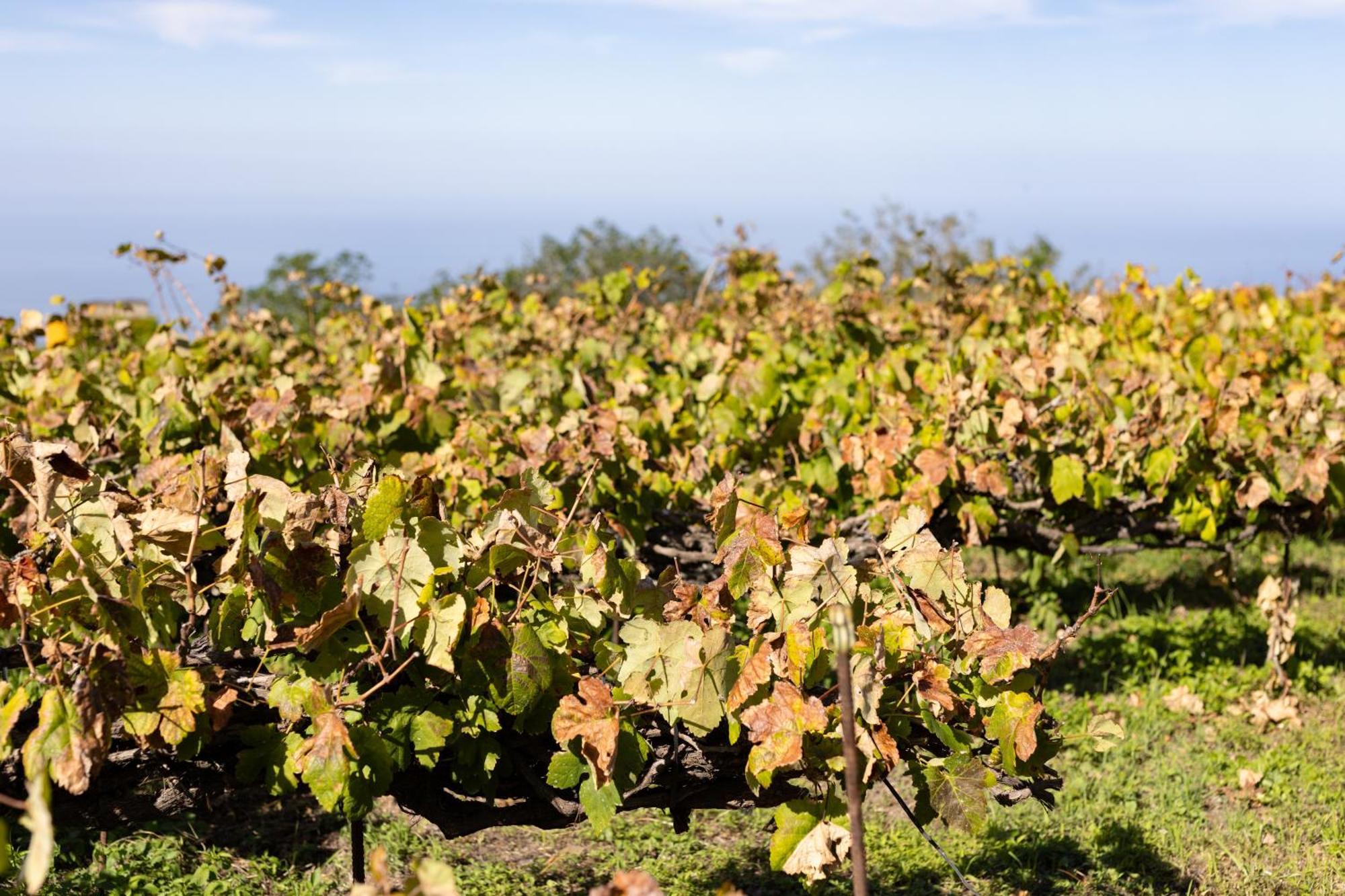Ek Teide Finca El Milagro ลาโอโรตาวา ภายนอก รูปภาพ