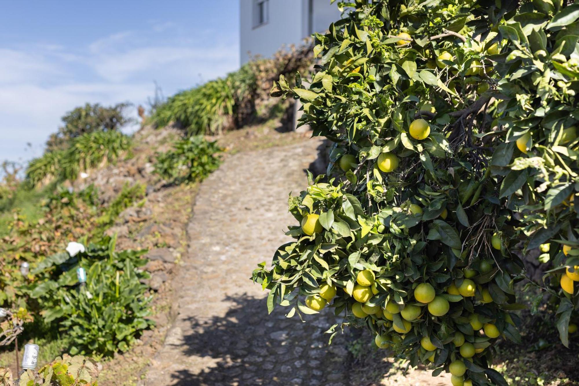 Ek Teide Finca El Milagro ลาโอโรตาวา ภายนอก รูปภาพ